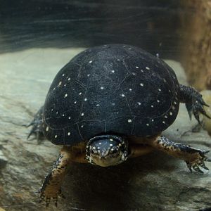 Ektopia - Spotted Turtle