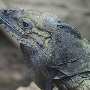 Ektopia - Rhinoceros Iguana