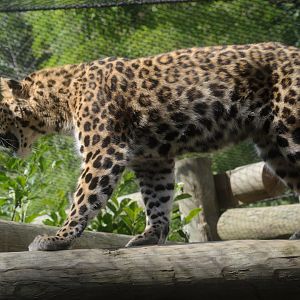 Asia - Amur Leopard