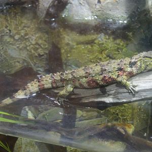 Ektopia - Chinese Crocodile Lizard