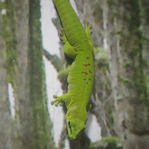 Ektopia - Giant Day Gecko