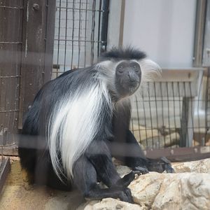 Primate Row - Angolan Colobus
