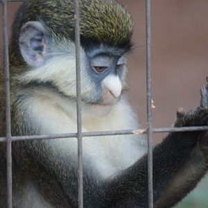 Primate Row - Schmidt's Red-tailed Gneunon