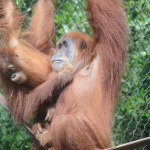 Asia - Bornean Orangutans
