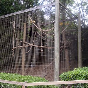 Asia - Siamang Exhibit