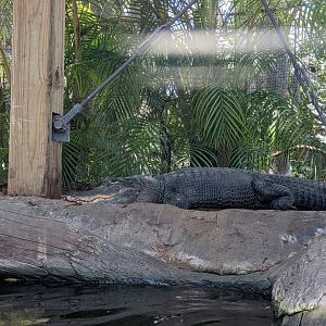 American Alligator in wetlands habitat