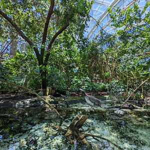 Wetlands habitat with brown pelican