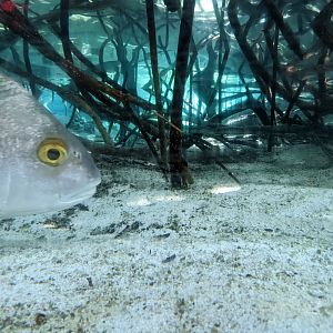 Florida mangrove area
