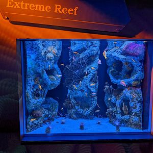 Extreme Reef