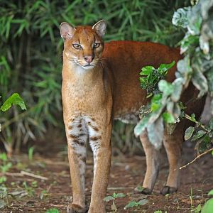 African Golden Cat (Caracal aurata)