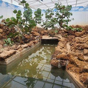 Marine Iguana (Amblyrhynchus cristatus) enclosure