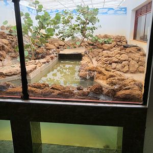 Marine Iguana (Amblyrhynchus cristatus) Enclosure