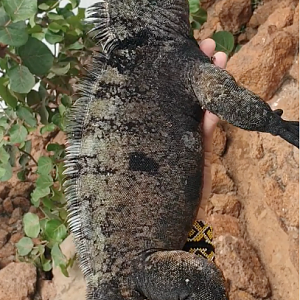 Marine Iguana male (Amblyrhynchus cristatus)