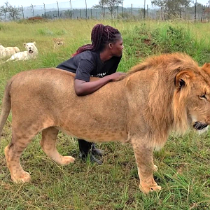 Lions (Panthera leo) with the animal caretaker