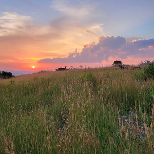 Burchell's Zebras grazing at sunset