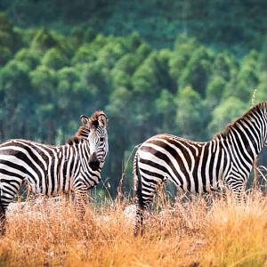 Burchell's Zebras (Equus quagga burchelli)