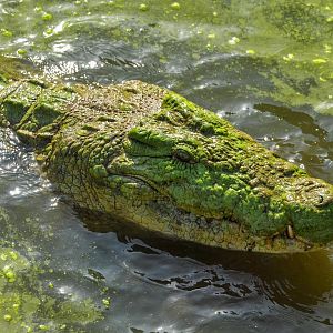large Nile Crocodile (Crocodilus niloticus)