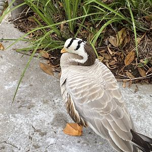 Bar-headed Goose - Mombassa Lagoon