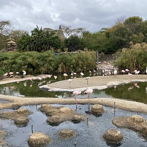 Lesser Flamingo - African Loop