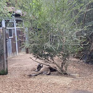 Western Grey Kangaroo - Walkabout Australia