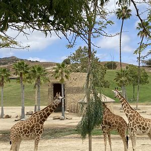 Generic Giraffe Herd - East Africa Field Enclosure