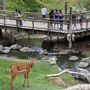 East African Sitatunga - African Woods
