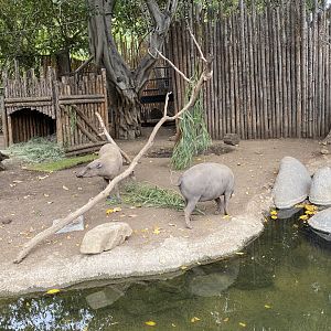 Northern Sulawesi Babirusa - Mombassa Lagoon
