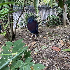 Victoria Crowned Pigeon - Wings of the World