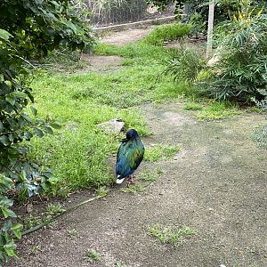 Nicobar Pigeon - Wings of the World