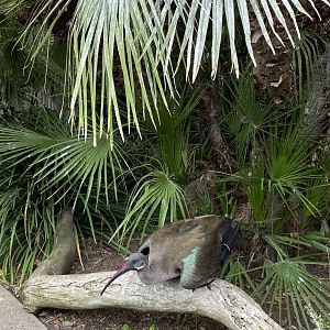 Hadada Ibis - Wings of the World