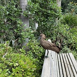 Hamerkop - Wings of the World