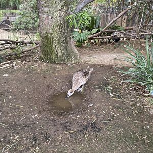 Marbled Teal - Wings of the World