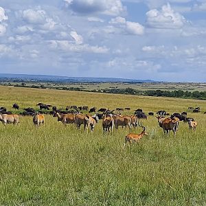 Eland herd and Impala