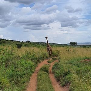 Giraffe on the track