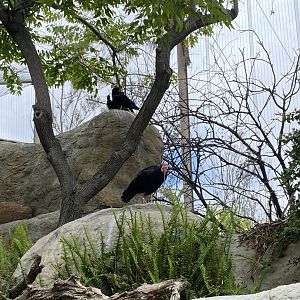 Southern Bald Ibis - Wings of the World