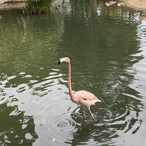 Chilean Flamingo
