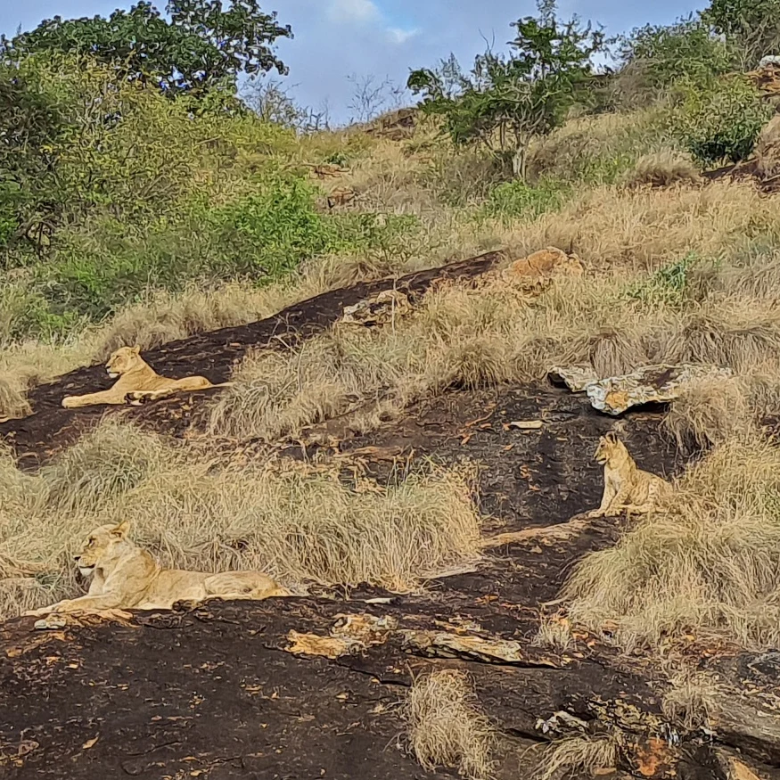 Lioness and cubs at Lion's Rock