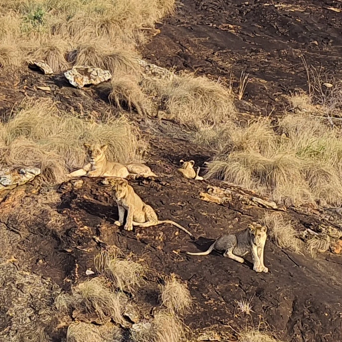 Lioness and cubs at Lion's Rock