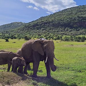 Elephant herd