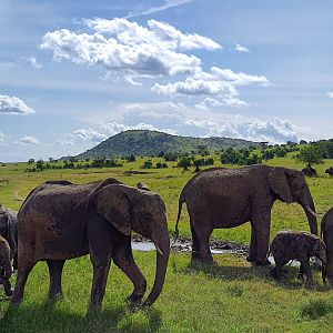 Elephant herd