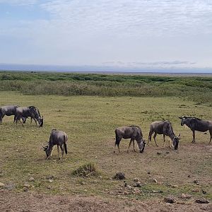 Wildebeest herd