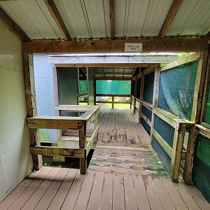 Kentucky Reptile Zoo - Cobras