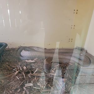 Kentucky Reptile Zoo - King cobra