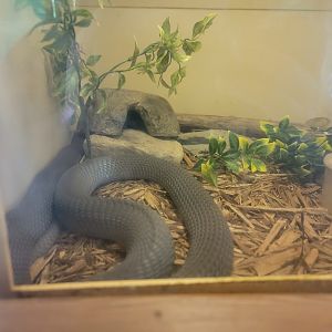 Kentucky Reptile Zoo - Mozambique spitting cobra