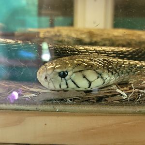 Kentucky Reptile Zoo - Brown forest cobra