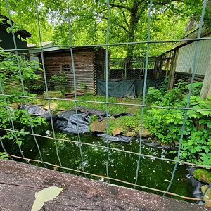Kentucky Reptile Zoo - American alligator, 6ft male in front, 2 females in back
