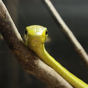 Kentucky Reptile Zoo - Western green mamba