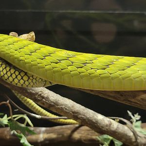 Kentucky Reptile Zoo - Western green mamba