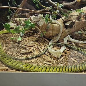 Kentucky Reptile Zoo - Western green mamba