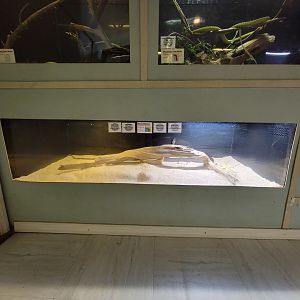 Kentucky Reptile Zoo - Green mambas, black mamba